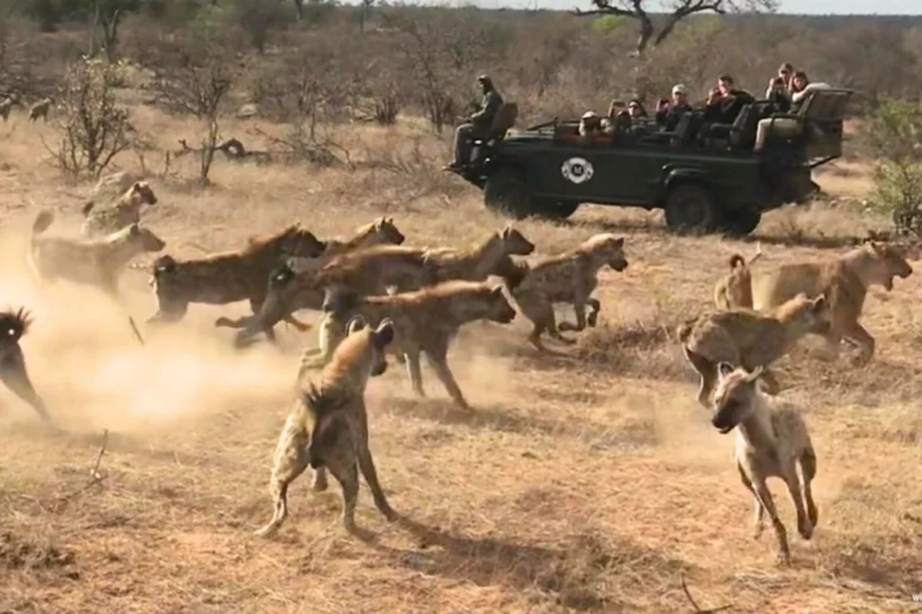 Lioness running away with a hyena chasing close behind during a tense predator encounter in Greater Kruger.