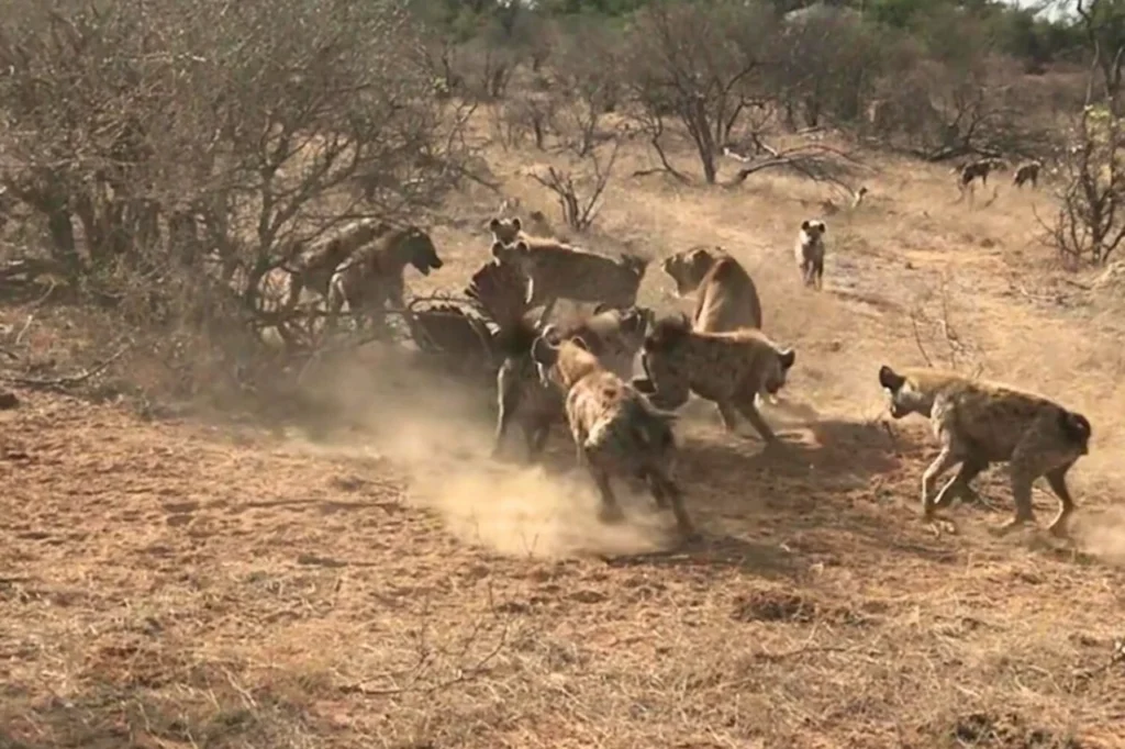 A frustrated lioness surrounded by a large group of hyenas during a tense standoff over a kill in the African savanna.