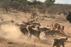 Frustrated lioness surrounded by a large group of hyenas during a tense standoff in Greater Kruger National Park.