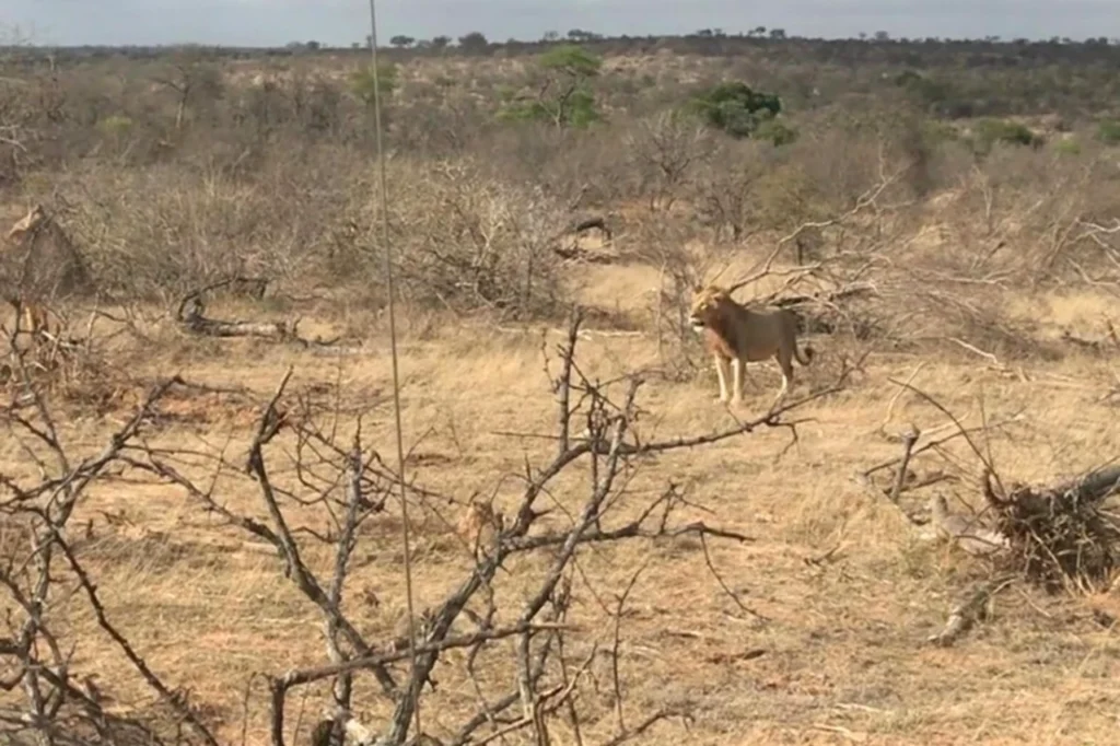 A dominant male lion appearing in the distance as hyenas feed on a stolen kill in Greater Kruger National Park.