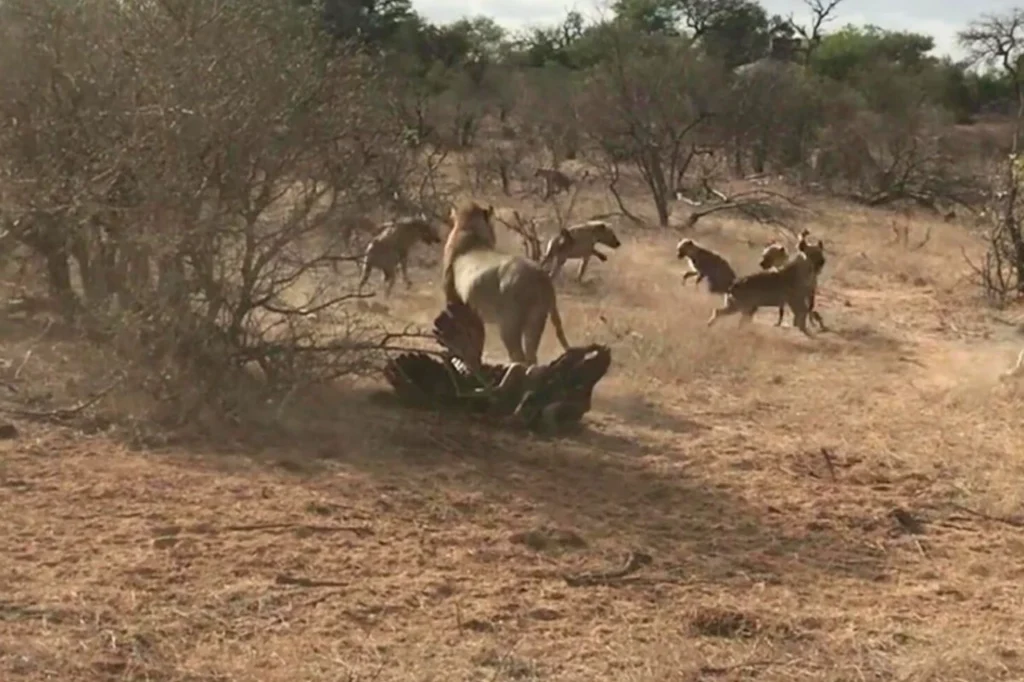 A dominant male lion intimidating hyenas, causing them to back off in Greater Kruger National Park