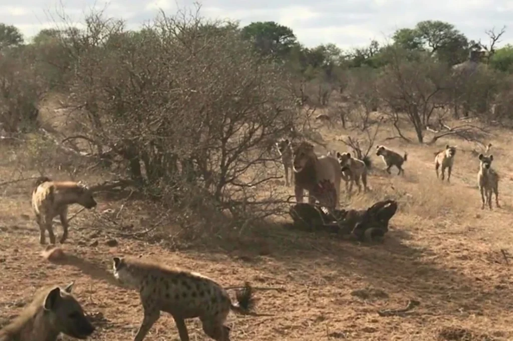Male lion standing protectively over a fresh kill in Kruger National Park, South Africa, after chasing off hyenas.