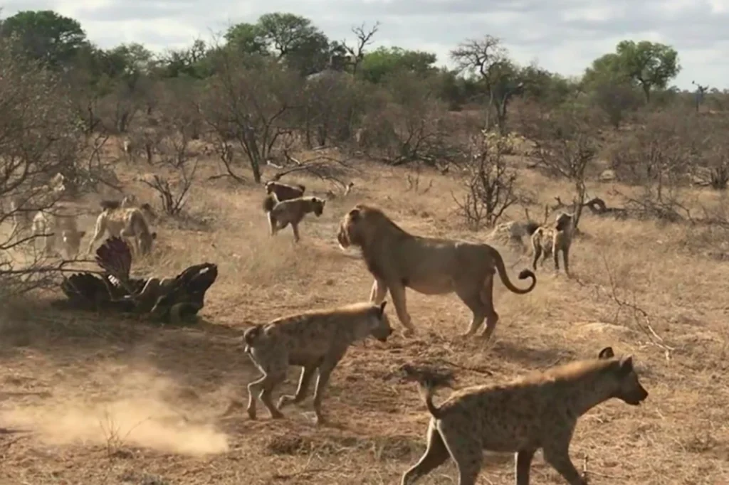 Male lion walking in to claim the kill as hyenas retreat in Kruger National Park, South Africa.