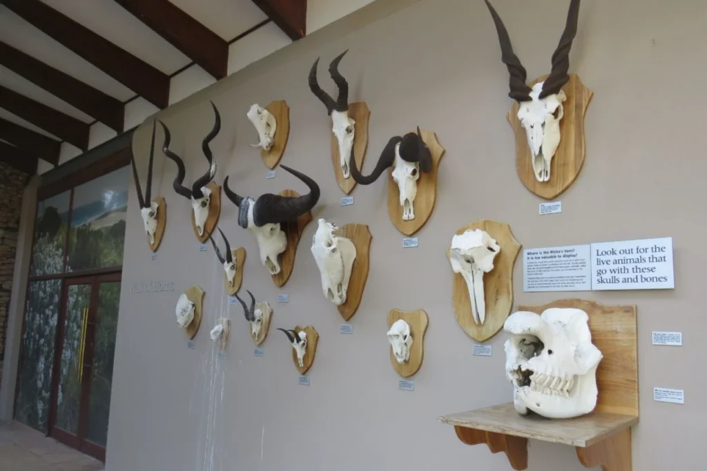 Addo Elephant National Park museum building at Main Camp, South Africa