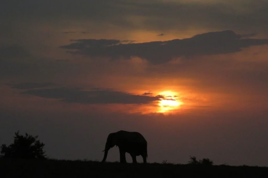 Addo elephant in the background during a golden South African sunset