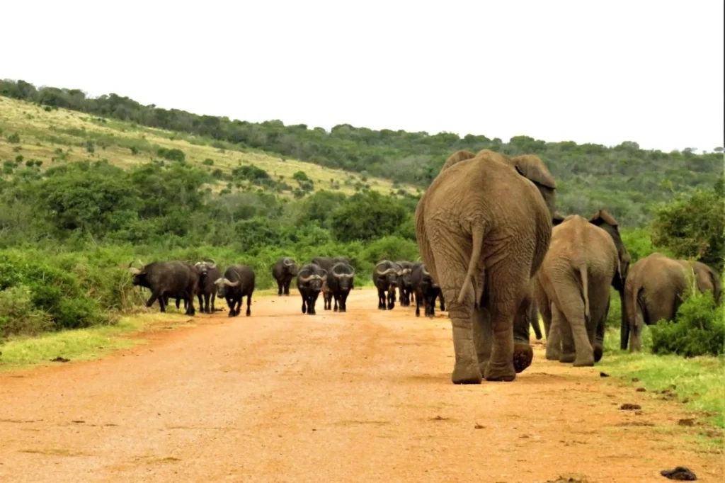 Buffalo and elephants in Addo Elephant National Park, South Africa