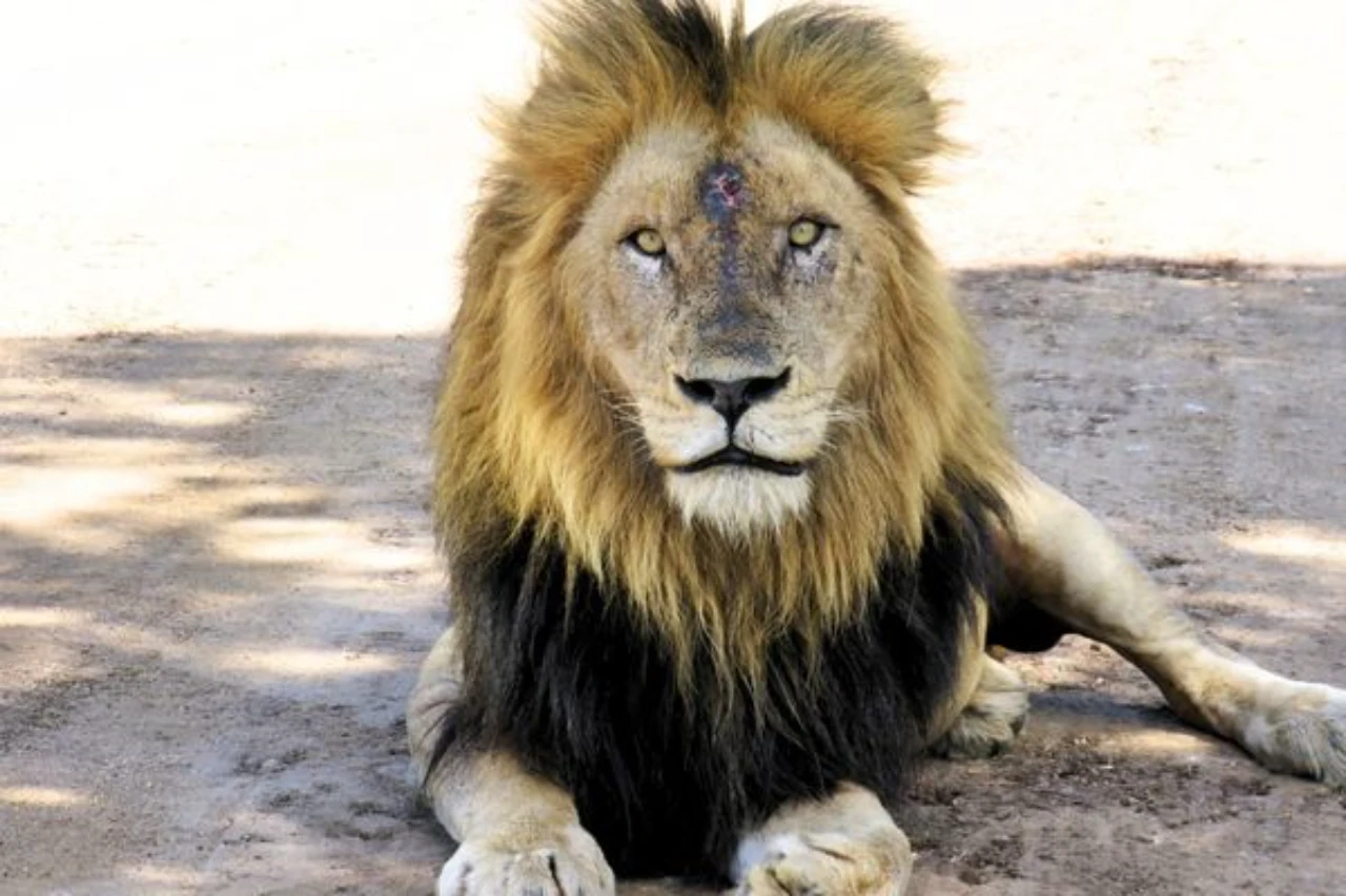 A big male lion resting calmly on a dirt road in Kruger National Park, South Africa, showcasing the raw beauty of wildlife in its natural habitat.