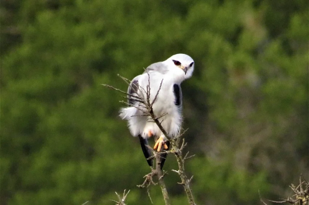 Black-shouldered Kite perched in Addo Elephant National Park, South Africa
