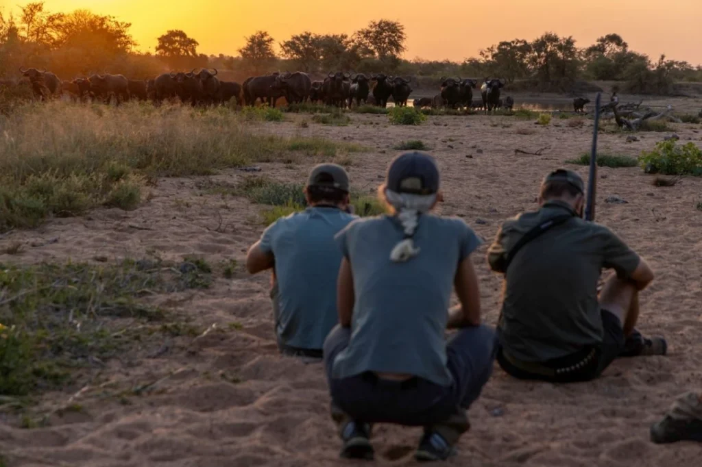 cape buffalo walking on foot in Balule Nature Reserve, part of the Greater Kruger area.