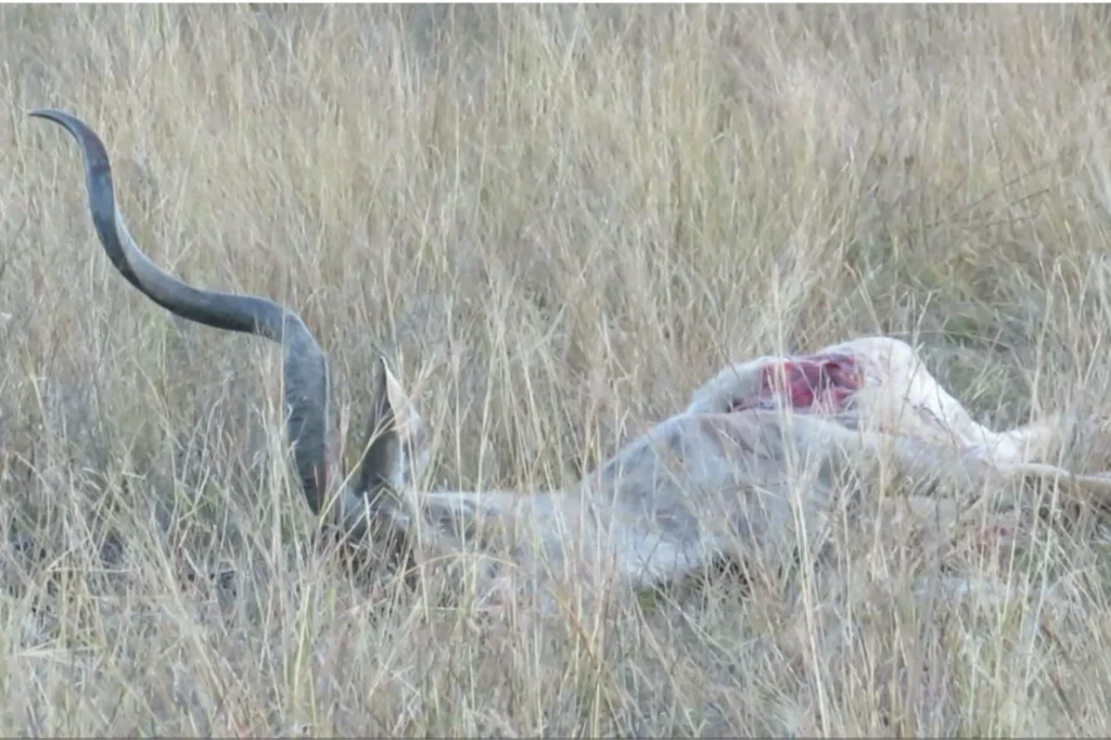 Deceased kudu lying on the side of the road in Pilanesberg Nature Reserve, following visible signs of injury.