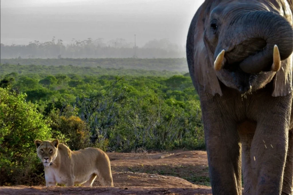 Elephant and lion sharing a moment in Addo Elephant National Park during a self-drive safari