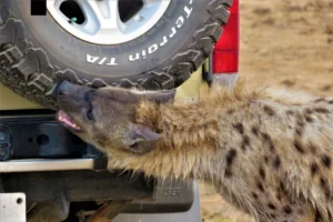Curious hyena biting the back tyre of a safari vehicle in Addo Elephant National Park, South Africa