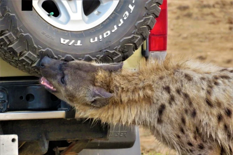 Curious hyena biting the back tyre of a safari vehicle in Addo Elephant National Park, South Africa