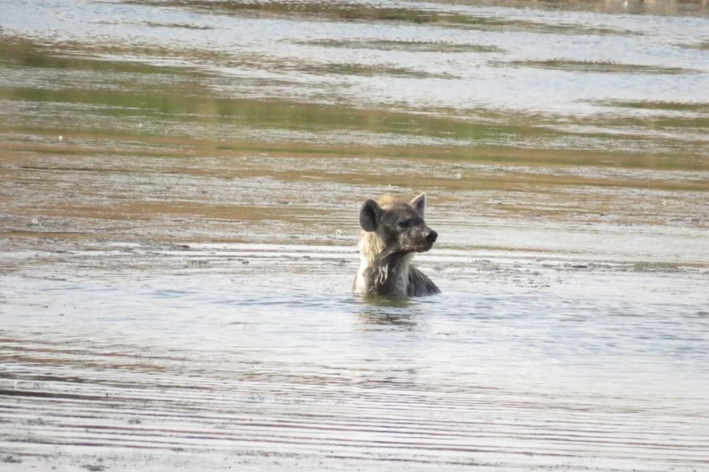 Spotted hyena splashing and playing in the water at Gwarrie Pan in Addo.