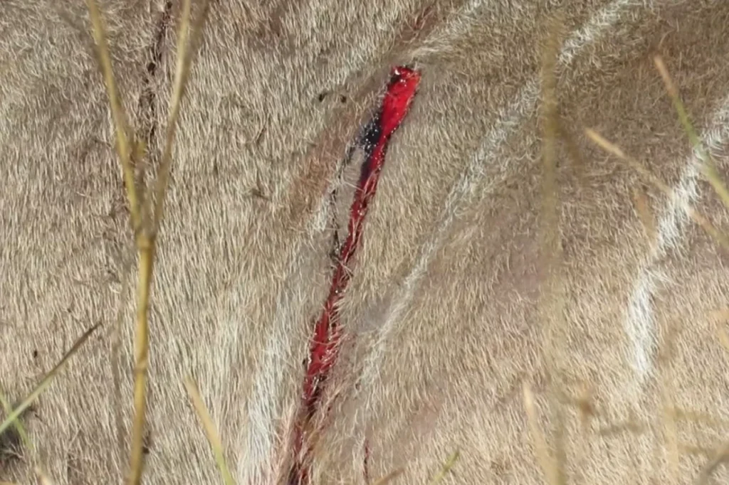 Wounded kudu with visible scratch marks and blood on its body in Pilanesberg Nature Reserve.