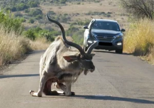 Injured kudu attempting to stand with a vehicle in the background at Pilanesberg Nature Reserve.