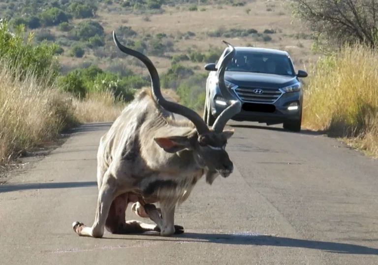 Injured kudu attempting to stand with a vehicle in the background at Pilanesberg Nature Reserve.