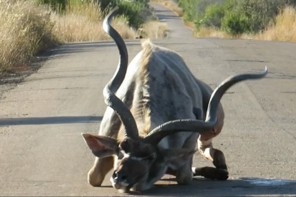 Kudu collapsing face-first onto the tar road, visibly injured and distressed in Pilanesberg National Park.