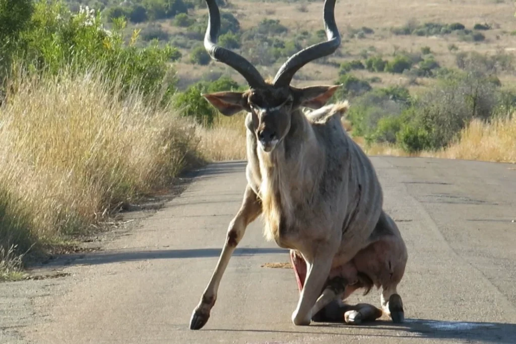 Injured kudu bull in Pilanesberg with broken back legs struggling to stand on a road