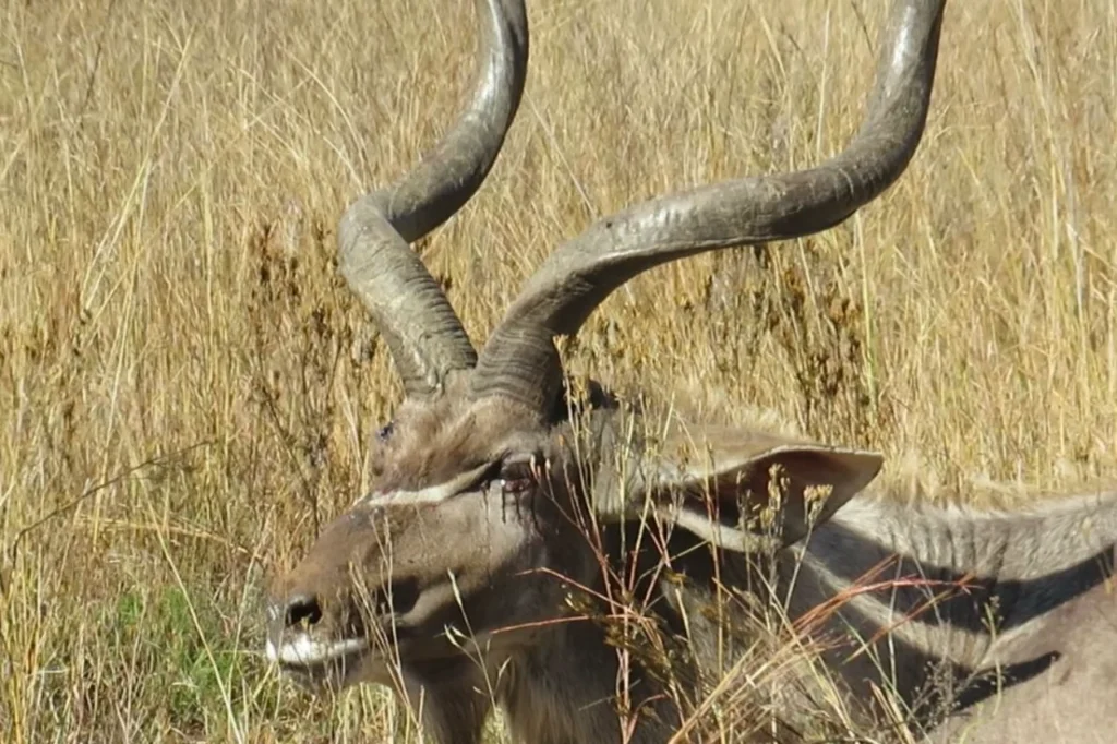 Close-up of a kudu with visible tears in its eyes, showing distress in Pilanesberg Nature Reserve.
