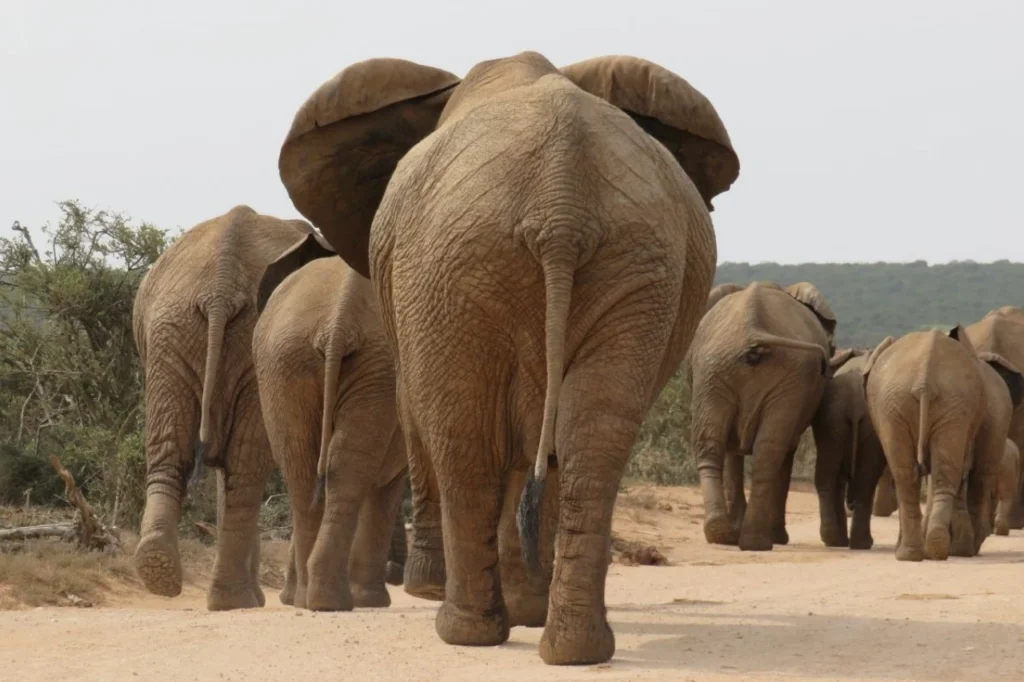 Elephants walking in the road during a self-drive safari in Addo Elephant National Park