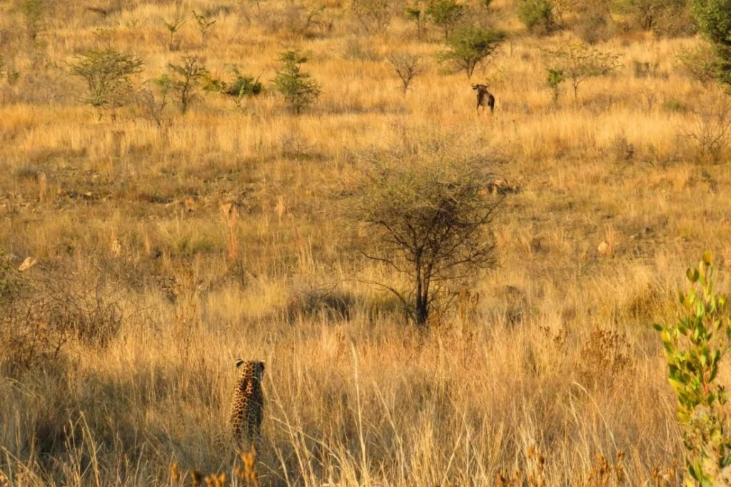 A leopard intently watching a wildebeest in the wild at Pilanesberg Nature Reserve, with natural vegetation and terrain in the background.