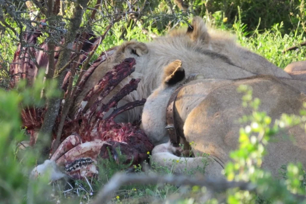A pride of lions feeding on an eland kill in Addo Elephant National Park, South Africa