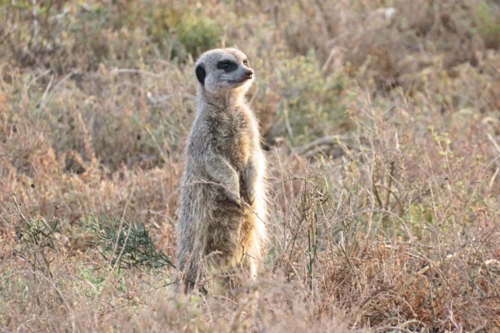 Meerkat standing upright on its hind legs, keeping watch in Addo National Park.