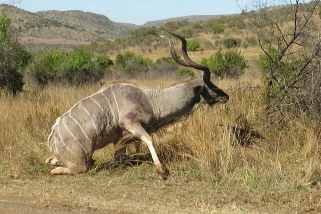 Kudu bull struggling to stand on the other side of the road, showing signs of distress.