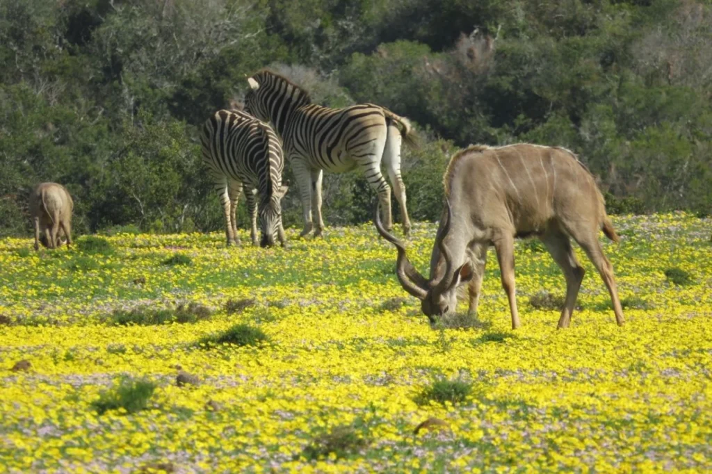 Zebra, warthog, kudu, and colorful flowers in Addo Elephant National Park, South Africa