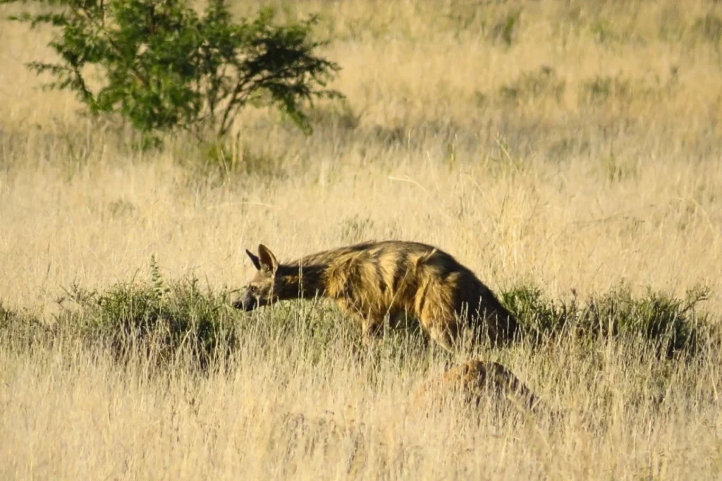 Rare aardwolf sighting in Mountain Zebra National Park during a self-drive safari