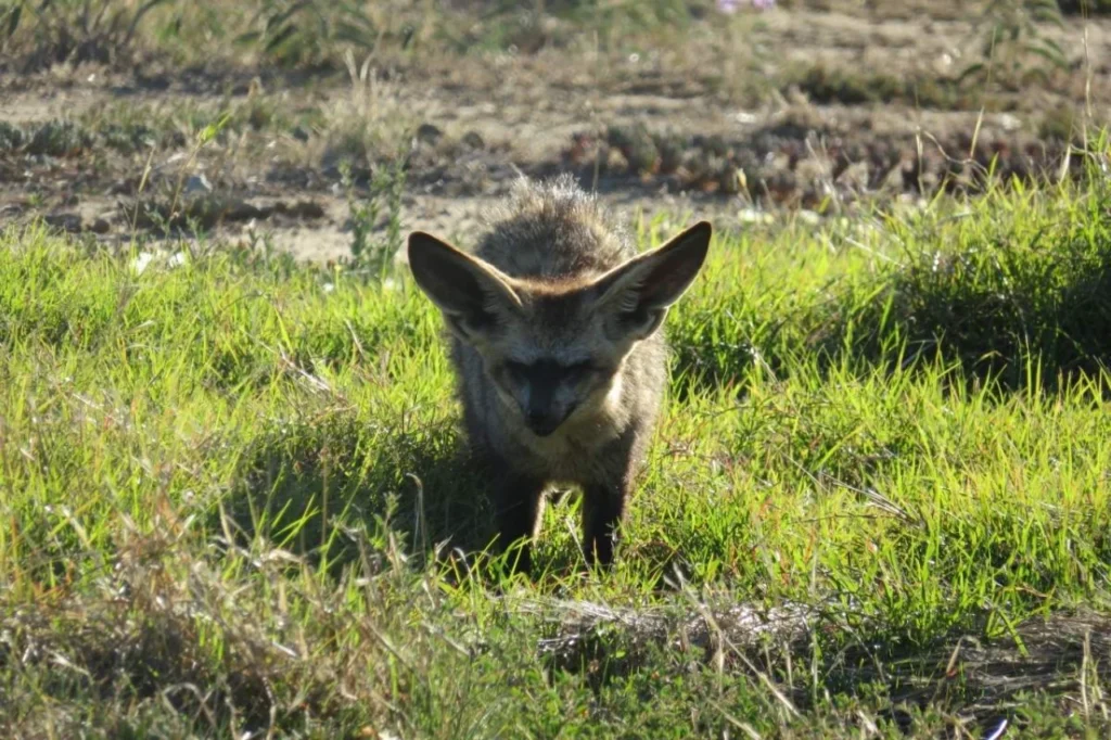 A bat-eared fox spotted in Mountain Zebra National Park, South Africa