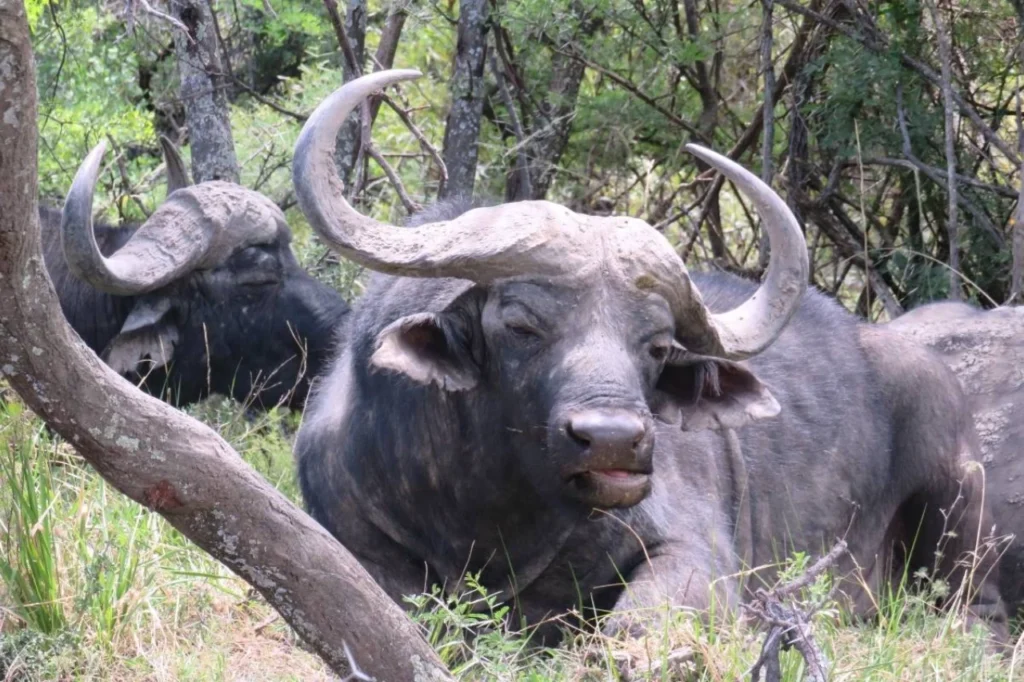 A herd of Cape buffalo Resting in Mountain Zebra National Park, South Africa