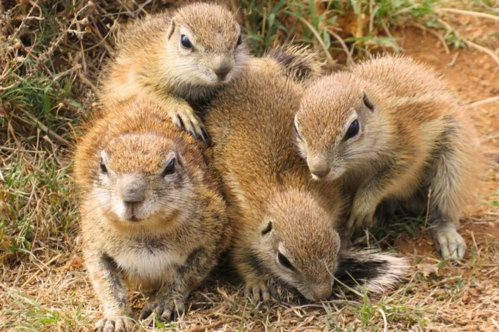 Cape Ground Squirrel Family staying warm in Mountain Zebra SANPARKS