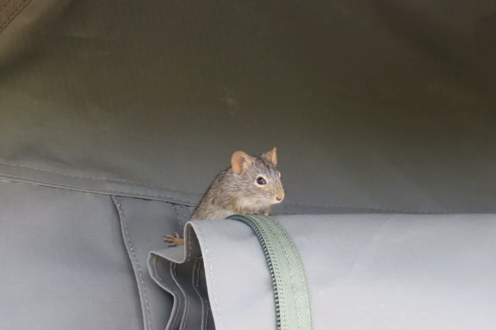 A small field mouse foraging in the Karoo plains of Mountain Zebra National Park, South Africa
