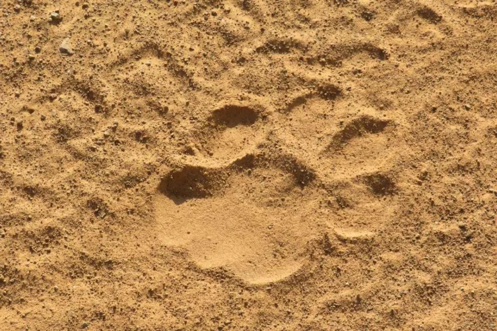 A lion track in the sandy plains of Mountain Zebra National Park, South Africa