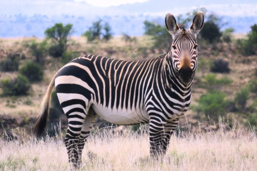 A mountain zebra standing in Mountain Zebra National Park with natural Karoo landscape in the background