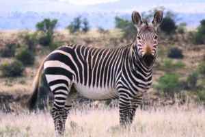 A mountain zebra standing in Mountain Zebra National Park with natural Karoo landscape in the background