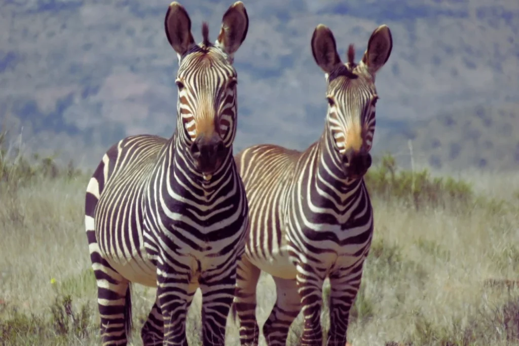 Mountain zebra standing in Mountain Zebra National Park with natural Karoo landscape in the background