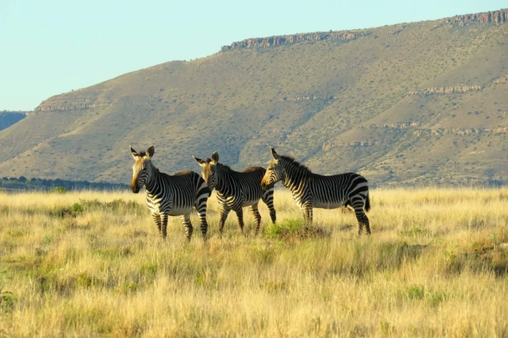 A small herd of mountain zebras walking in the distance with mountains in the background at Mountain Zebra National Park